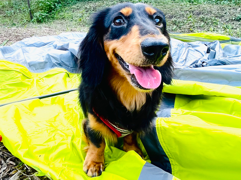 キャンプ場の小型犬